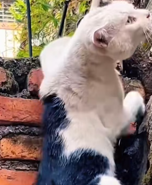 T2012035 cat was caught in trap. We helped it out very quickly