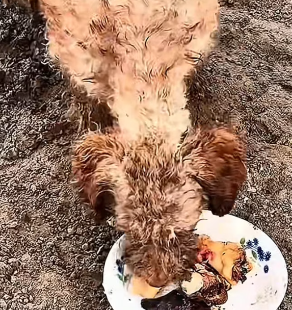 T2012037 #dog #dogsoftiktok #doglover #dogvideos