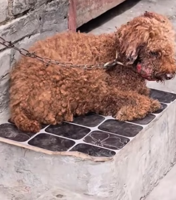 T2012038 #dog #dogsoftiktok #doglover