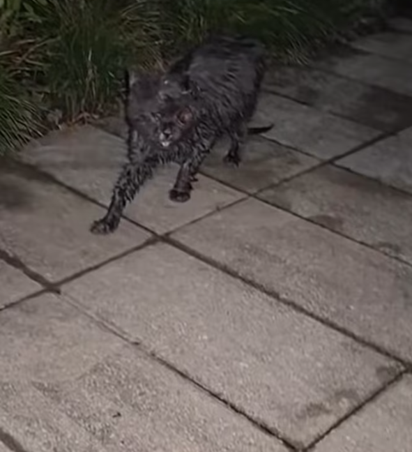 T2012040 #cat #catsoftiktok #catvideo #catpuppy