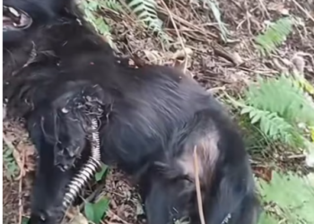 T2012041 #dog #dogsoftiktok #doglover #dogvideos