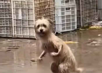 T2012042 #dog #dogsoftiktok #doglover #dogvideos