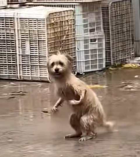 T2012042 #dog #dogsoftiktok #doglover #dogvideos