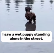 T0312009 #fyp #helpanimals (4)