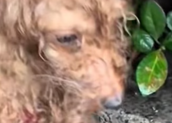 T2012043 #dog #dogsoftiktok #doglover #dogvideos