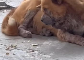 T2012044 #dog #dogsoftiktok #doglover #dogvideos