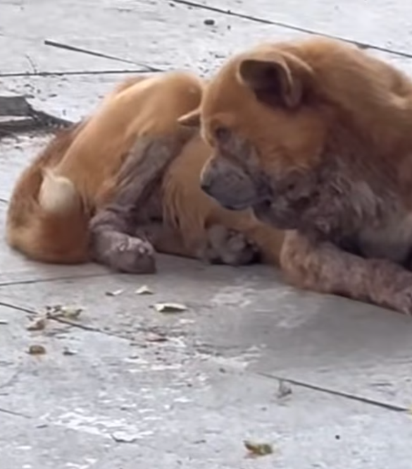 T2012044 #dog #dogsoftiktok #doglover #dogvideos