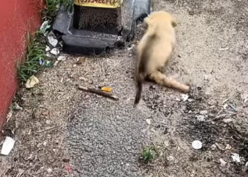 T2012045 abandoned puppies.so pitiful#dog #doglover #dogvideos