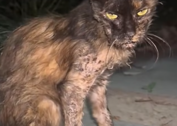 T2012046 #cat #catsoftiktok #catvideo