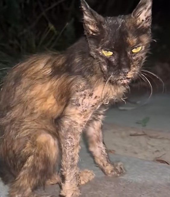 T2012046 #cat #catsoftiktok #catvideo