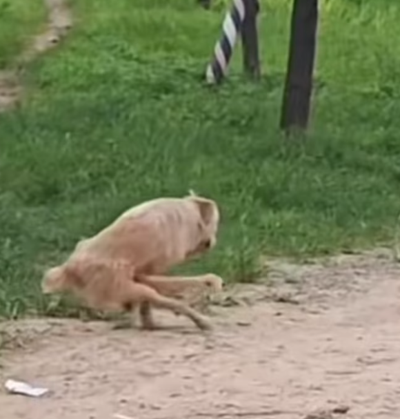 T2012047 #dog #dogsoftiktok #doglover #dogvideos