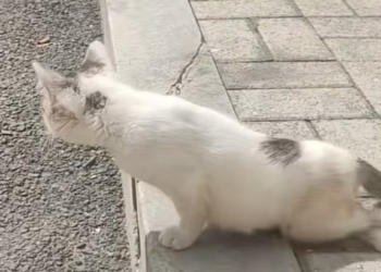 T2012048 #cat #catsoftiktok #catvideo #catpuppy