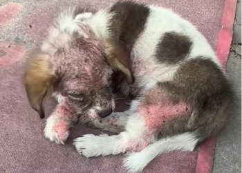 T2012049 #dog #dogsoftiktok #doglover #dogvideos