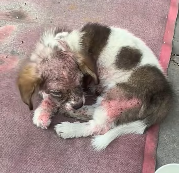 T2012049 #dog #dogsoftiktok #doglover #dogvideos