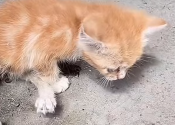 T2012050 #cat #catsoftiktok #catvideo