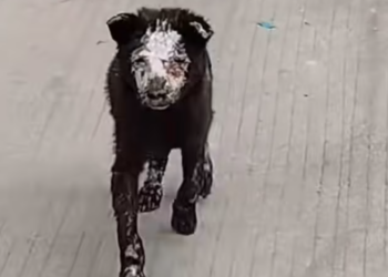 T2012021 #dogvideos #doglover #dog #poordog