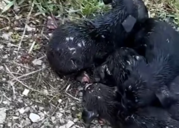 T2512001 Rescuing puppies have lost their mother #rescue #animalsoftiktok