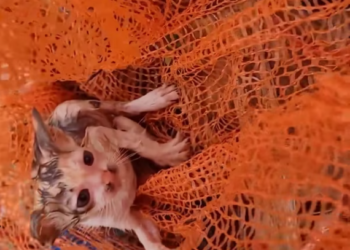 T2512002 Rescue kittens #animalsoftiktok #rescue #rescueanimals #fyp #catsoftiktok