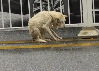 T2512004 Saw stray dog trembling cold in middle of road.