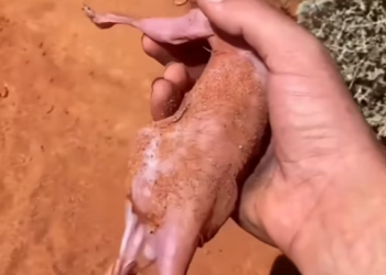 T2512006 rescued an abandoned baby kangaroo,and as it grew up ,its behavior