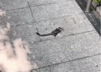 T2512007 rescued flying mouse. Does anyone know its name #fyp #animals