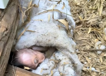 T2512009 found lone baby monkey in forest then…#fyp #animals