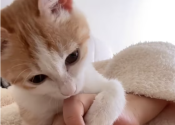 T2512010 rescued kitten had lost its mother then…#fyp #animals