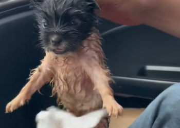 T2512011 On rainy day, picked up puppy then…#fyp #animals #rescued