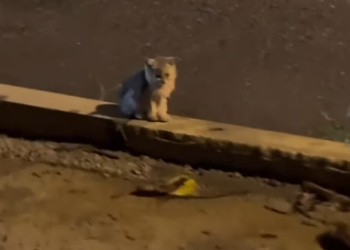 T2512012 picked up lost, dirty golden gradient kitten later…#fyp