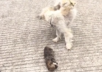 T2512013 rescued stray dog mother her child#fyp #rescue #animals