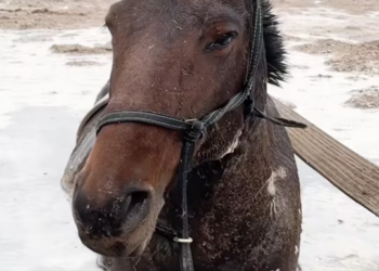 T2512014 saved horse was stuck in swamp rode it