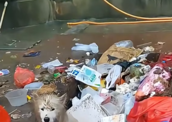 T2512016 rescued dog buried in garbage then…#fyp #animals #rescued