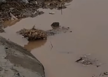 T2512019 save kitten#rescue #animals #catsoftiktok #cat