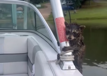 T2512020 saved baby raccoon, it grew up to have girlfriend