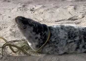T2512021 moment his life changed#rescue #animals #sea