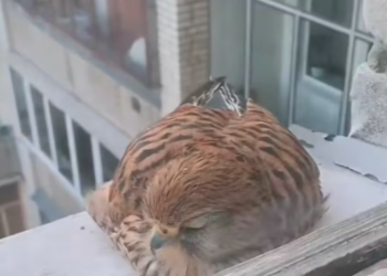 T2512022 girl rescues kestrel takes care of its children#fyp #animals