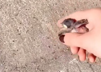 T2512025 rescued baby sparrow because its strong struggle to survive moved