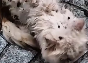 T2512027 skinny cat went everywhere begging help.#rescue #animals #cat