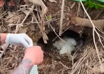 T2512028 rescue newborn puppies#animal #rescue #rescueanimals #dog #pupup