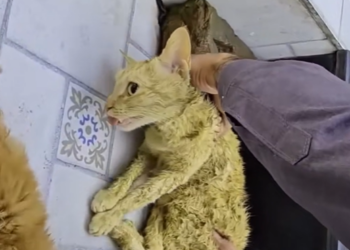 T2512029 Rescue cat#rescueanimals #animal #animalsoftiktok #rescuecat #cat