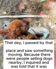 T0312012 #fyp #helpanimals