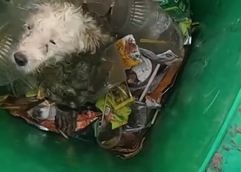 T2512031 dog rescue#animal #rescue #rescueanimals #dog #pupupy