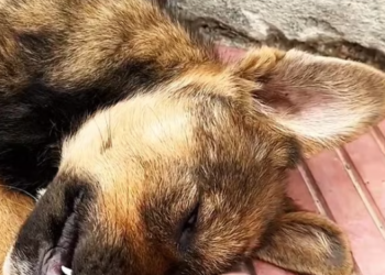 T2512032 rescuedog#rescueanimals #animal #animalsoftiktok #rescuedog #pupup