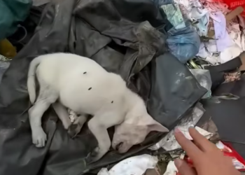 T2512033 boy saved poor dogs #rescueanimals #animals #rescue #animalsof