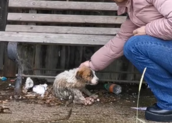 T2512034 kind girl gave him home.#rescueanimals #animal #pupup #rescuedog