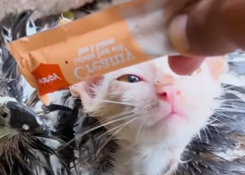 T2512035 rescue kitten ferocious eagle#rescueanimals #fyp #catsoftiktok