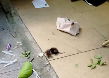 T2512036 #animal #fyp #rescue #cat #foryou