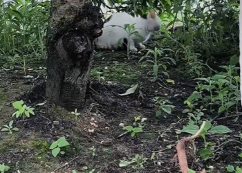 T2512037 #rescue #animal #cat #catsoftiktiok #fyp #love