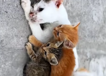 T2512038 resucue cat#rescueanimals #animals #catsoftiktok #cat