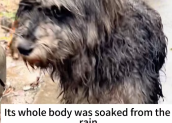 T2512039 #rescue #animal #dog #fyp #love